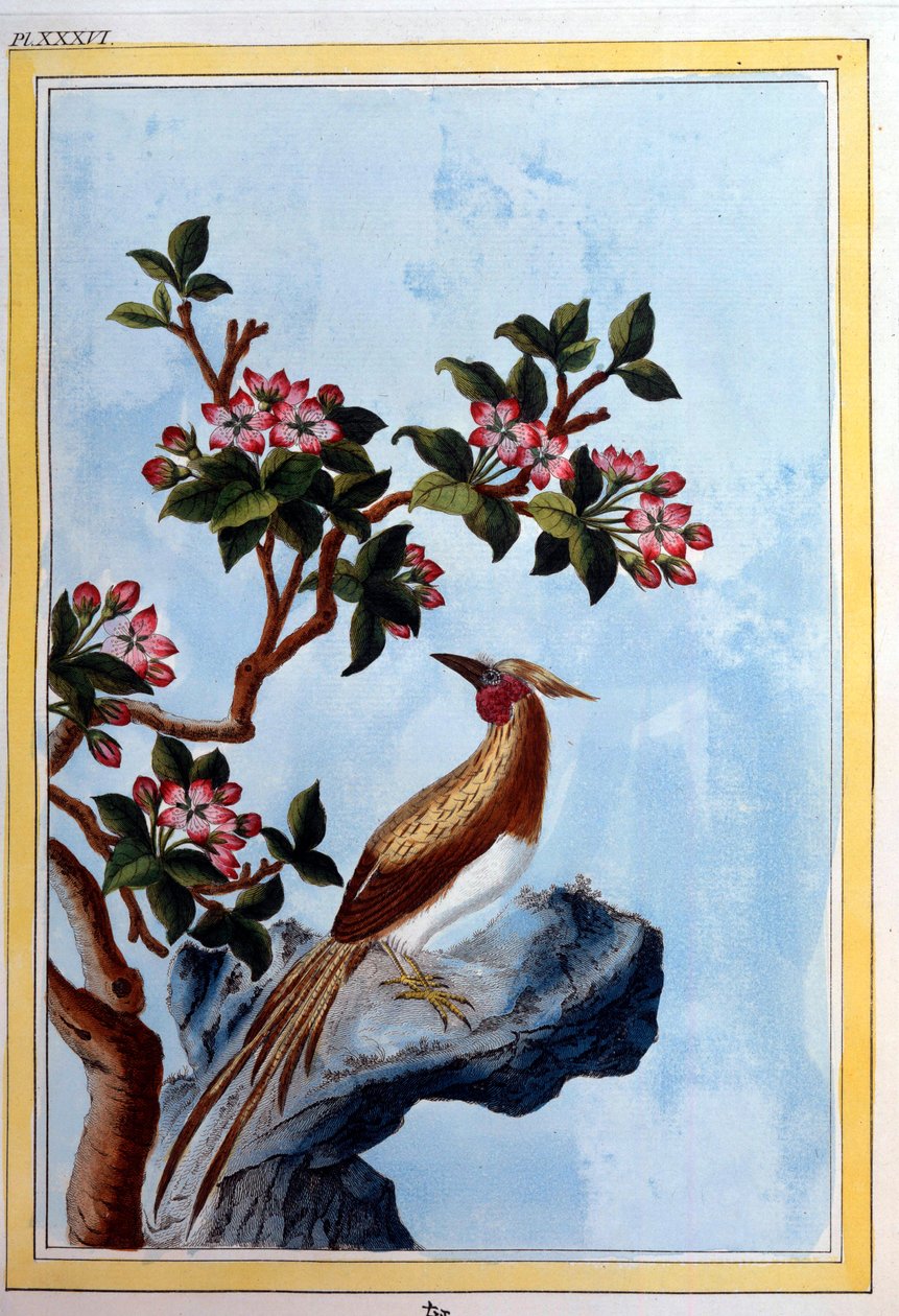Arte chinesa: flores e pássaros. Gravura de Dijon do século XVIII, biblioteca municipal de School Chinese