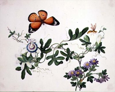 Passion Flower and Butterfly (aguarela sobre papel) de School Chinese