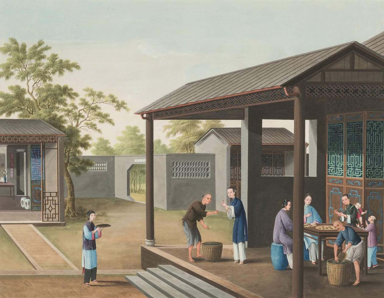 Produção de chá, c. 1820 (aguarela e tinta dourada sobre seda aplicada sobre papel) de School Chinese