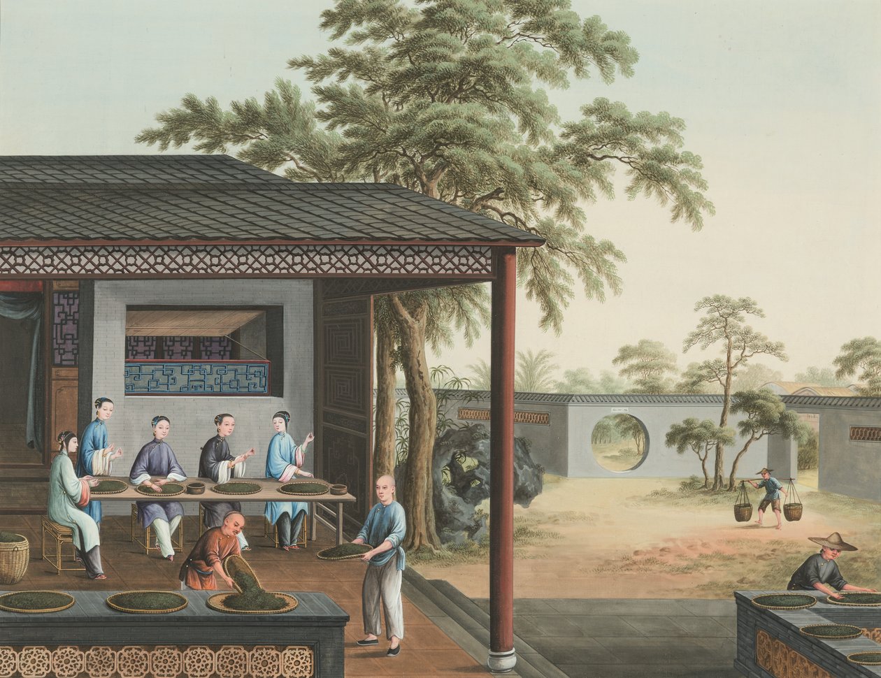 Produção de chá, c. 1820 (aguarela e tinta dourada sobre seda aplicada sobre papel) de School Chinese
