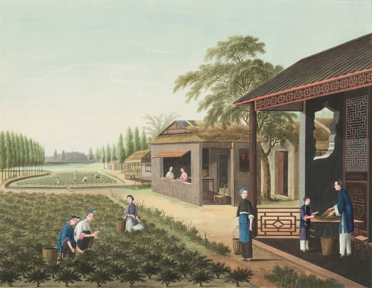 Produção de chá, c. 1820 (aguarela e tinta dourada sobre seda aplicada sobre papel) de School Chinese