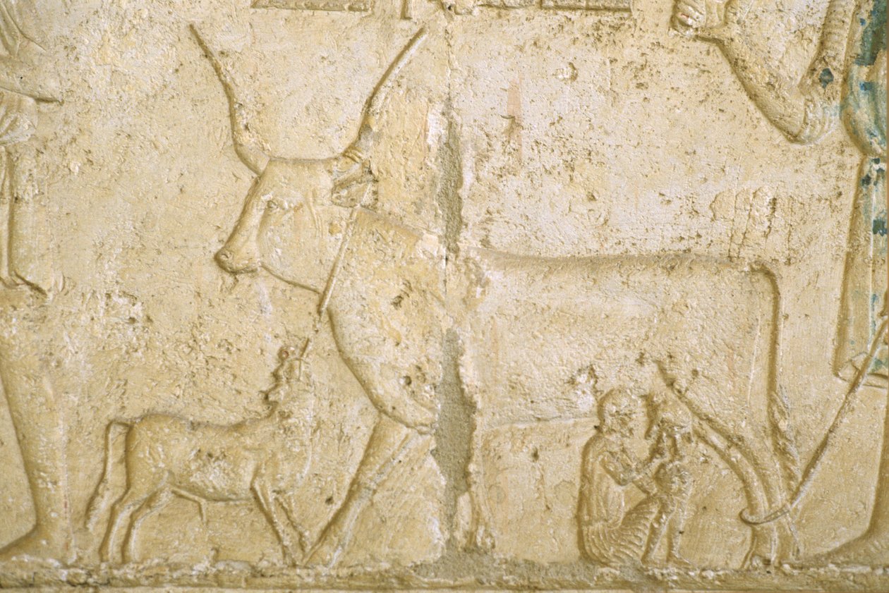 Antigo Egito, Escultura mural, Túmulo de Petosiris, Tuna el Gebel, 300 a.C., Bovino a ordenhar (foto) de School Egyptian