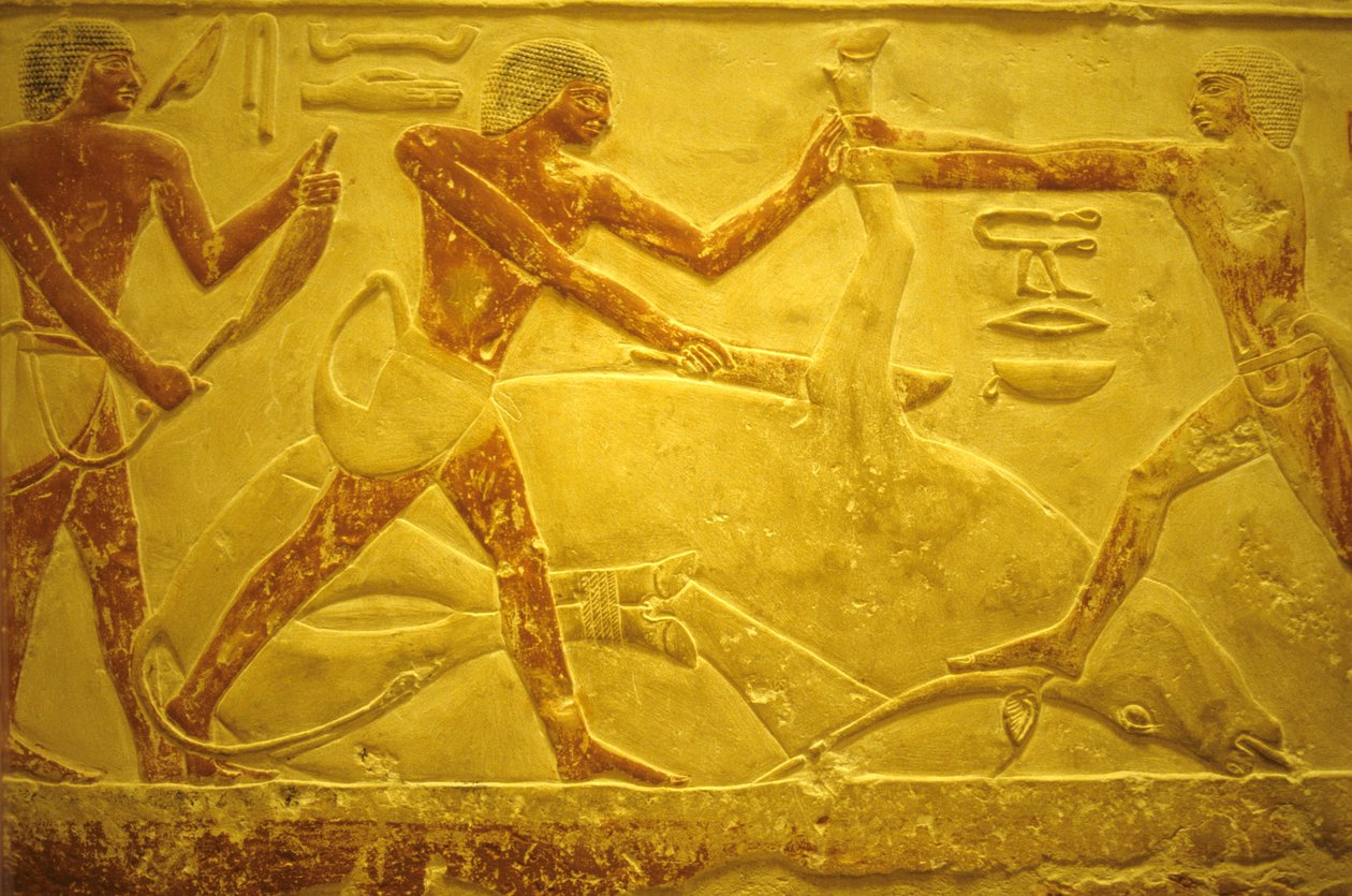 Antigo Egipto, Escultura/Pintura mural, Mastaba/Túmulo de Idout, Saqqara, 2323-2150 a.C., Touro abatido para sacrifício (foto) de School Egyptian