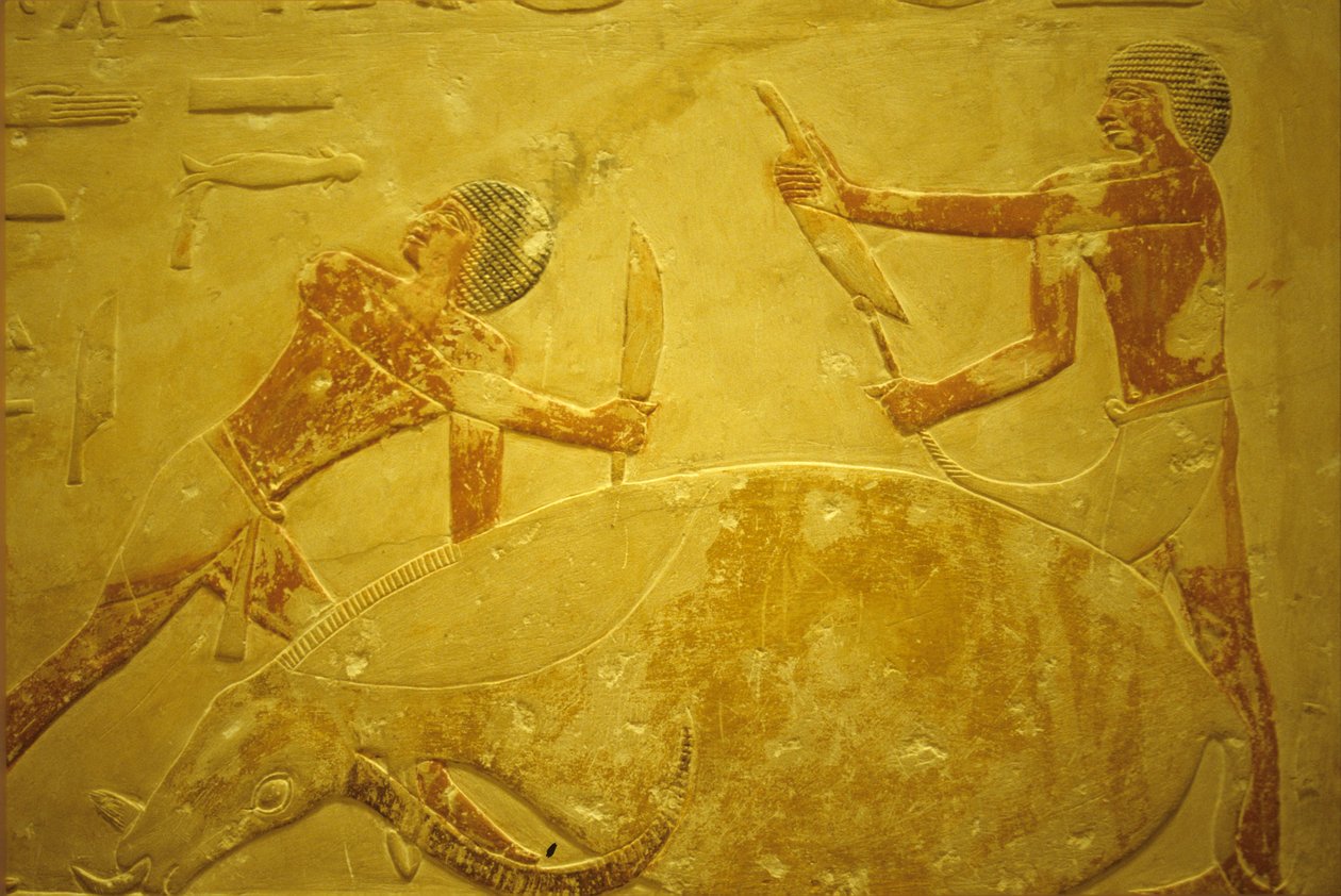 Antigo Egipto, Escultura/Pintura mural, Mastaba/Túmulo de Idout, Saqqara, 2323-2150 a.C., Touro abatido para sacrifício (foto) de School Egyptian