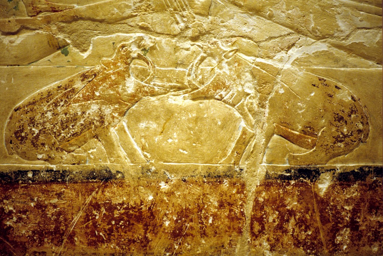 Antigo Egipto, Escultura/Pintura mural, Mastaba/Túmulo de Idout, Saqqara, 6ª Dinastia, Dois hipopótamos em luta (foto) de School Egyptian