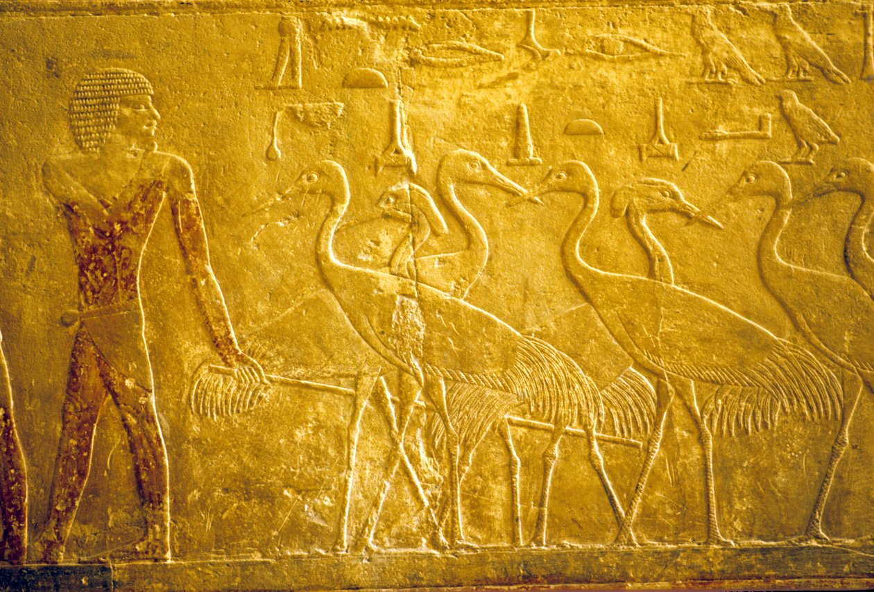 Antigo Egipto, Escultura mural/pintura, Mastaba/Túmulo de Ti, Saqqara, 5.ª Dinastia, Um agricultor conduzindo grous domesticados (foto) de School Egyptian