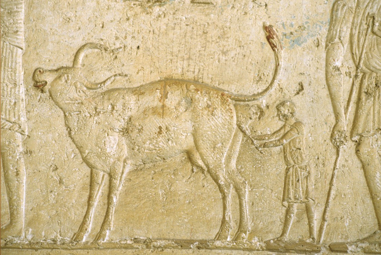 Antigo Egipto, Escultura/Pintura mural, Túmulo de Petosiris, Tuna Gabel, Tuna el Gebel, 300 a.C., Ajudar uma vaca a dar à luz (foto) de School Egyptian