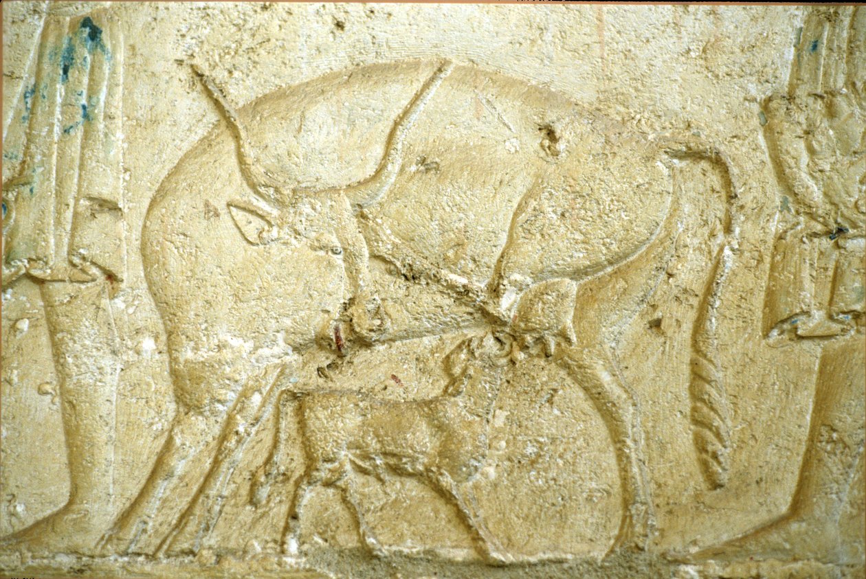 Antigo Egito, Escultura/pintura mural, Túmulo de Petosiris, Tuna Gabel, Tuna el Gebel, 300 a.C., Um vitelo a tentar mamar (foto) de School Egyptian