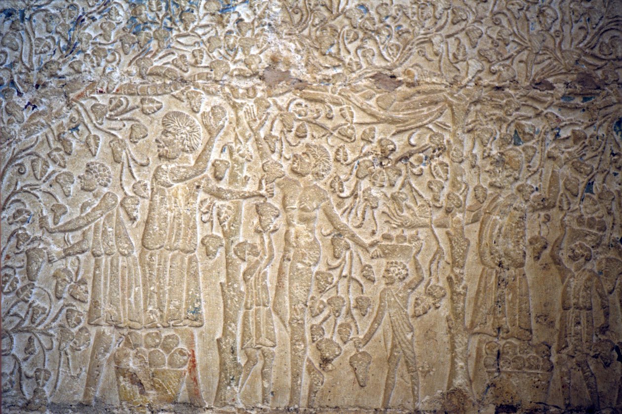 Antigo Egipto, Esculturas murais/pinturas, , Túmulo de Petosiris, Tuna el Gebel, 300 a.C., Colheita de uvas para fabrico de vinho (foto) de School Egyptian