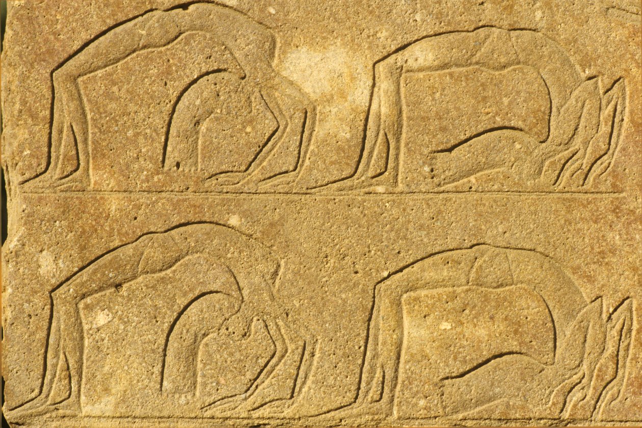 Antigo Egipto, Pintura/gravura mural, Acrobatas a atuar, Templo de Karnak, Luxor (foto) de School Egyptian