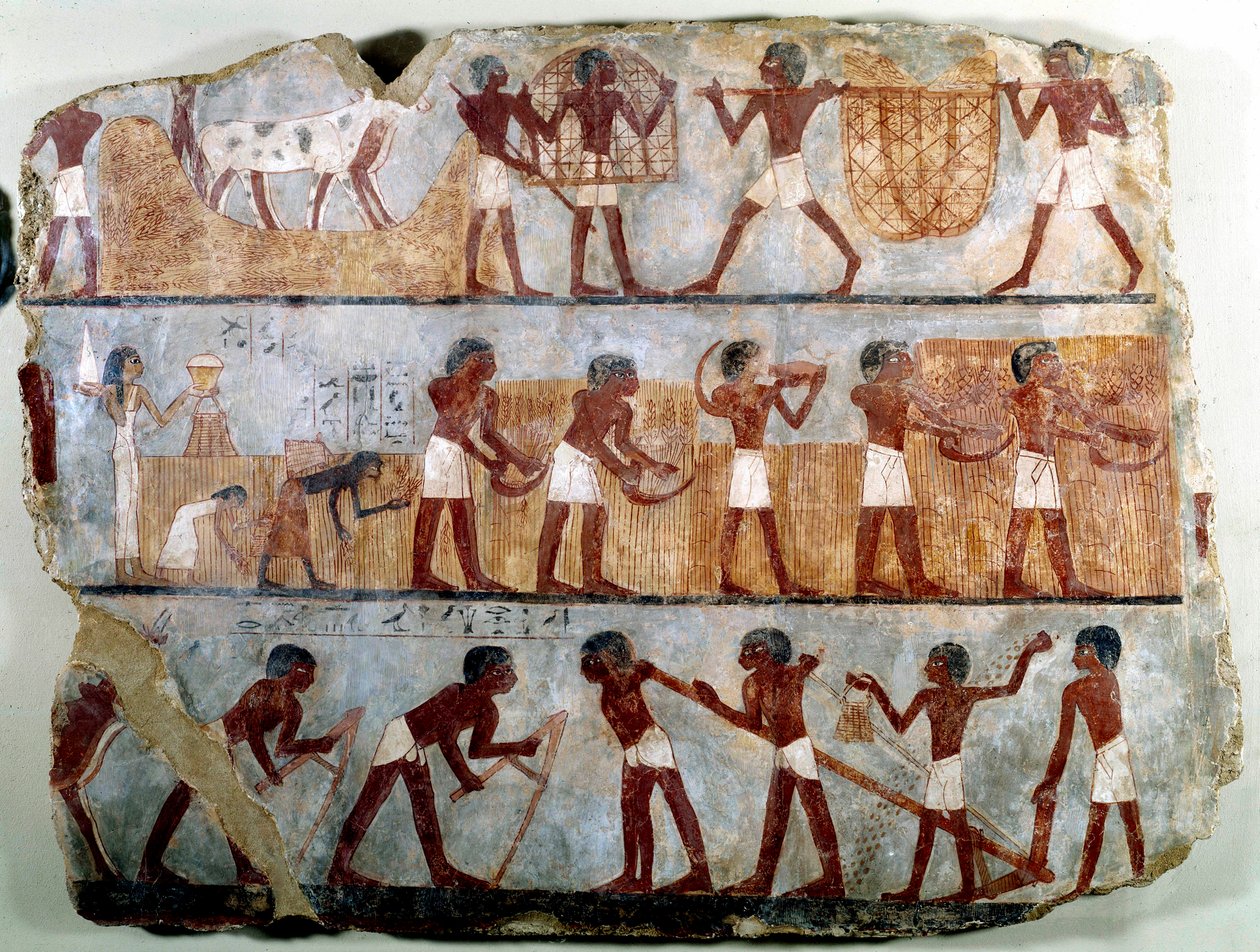 Antiquite egípcia: pintura mural do túmulo de Theban de Ounsou: o trabalho dos campos: lavrar, plantar, colher, carregar feixes, lamentar e despojar grãos. Reg de Tutmosis (Tutmosis ou Thutmus) III de School Egyptian