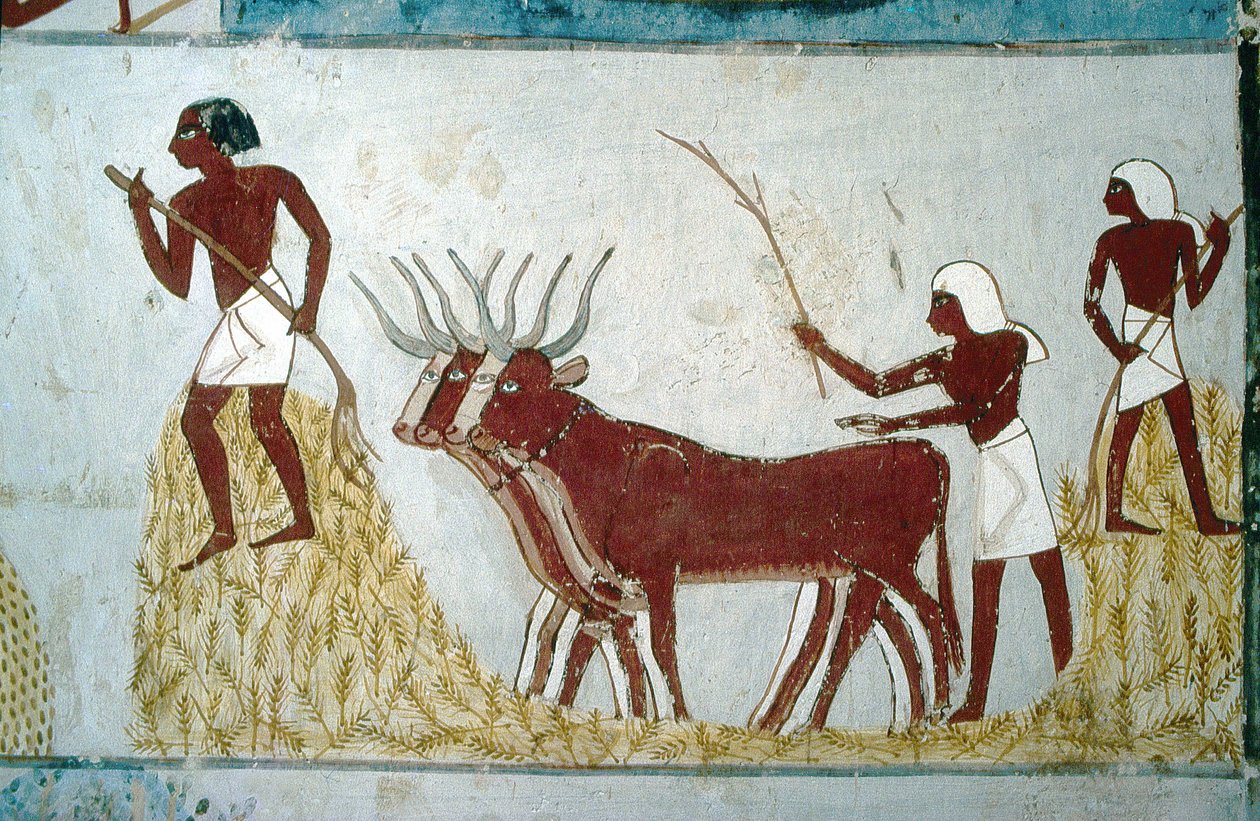 Luxor, Tebas: Túmulos dos nobres: o túmulo de Nakht. Cena agrícola. Vale dos Nobres. de School Egyptian