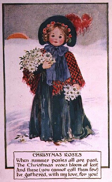Rosas de Natal de School English