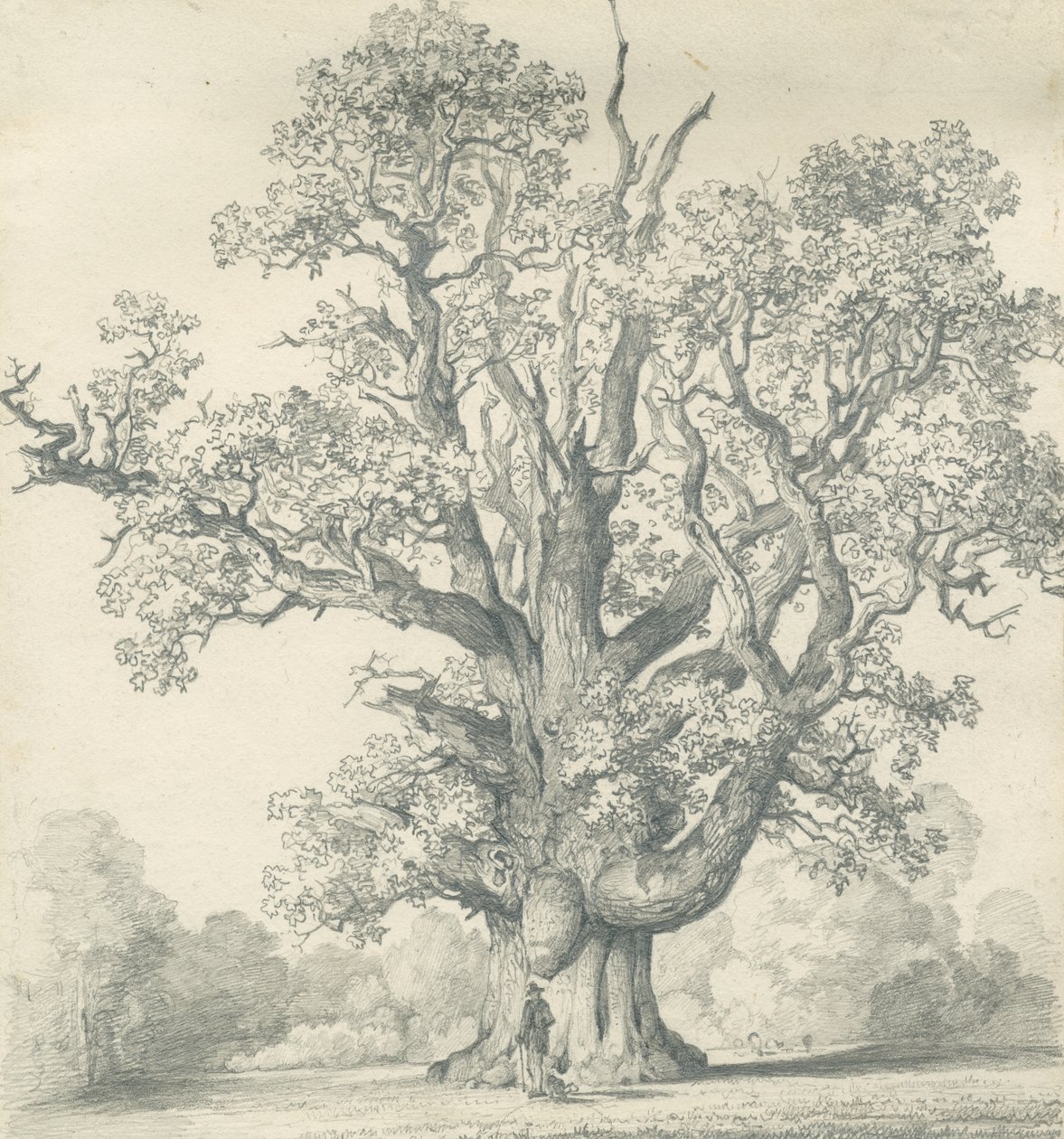 Needwood - Swilcar Oak: desenho a lápis, nd [?19 cent] (desenho) de School English