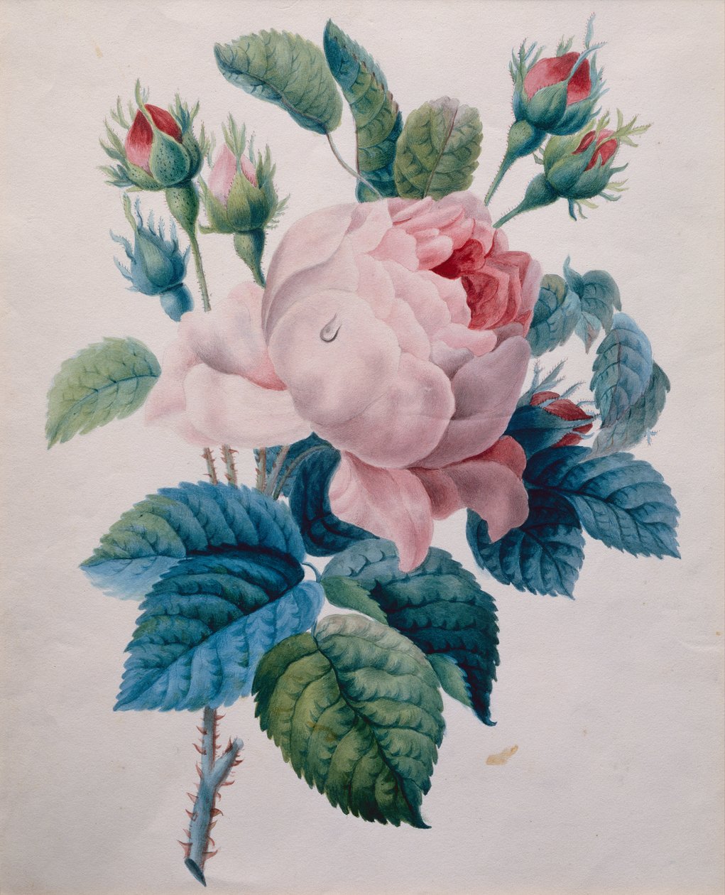 Uma Rosa (lápis e aquarela) de School French