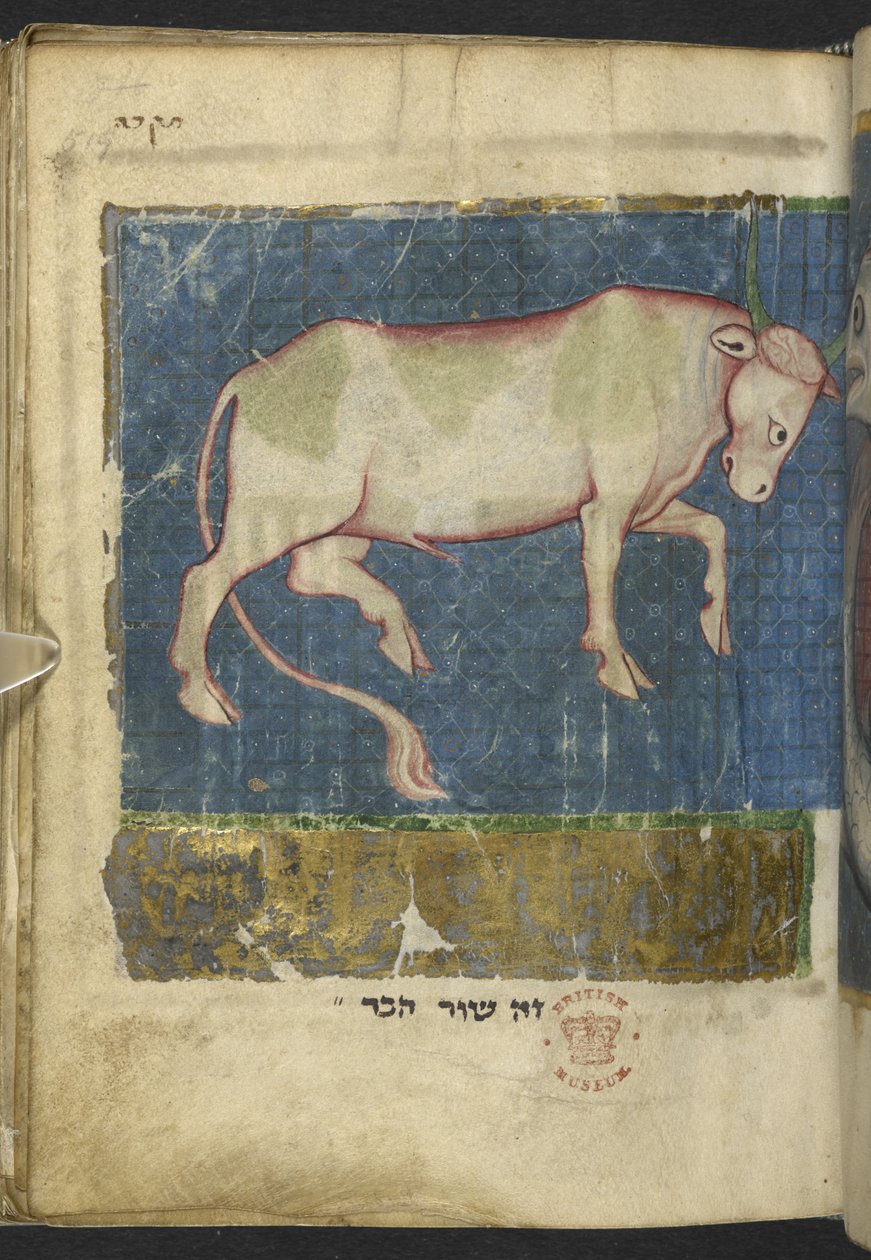 Acrescentar MS 11639 f.519t Um touro, de uma Miscelânea de textos bíblicos e outros ("The Northern French Miscellany" ou anteriormente "The British Museum Miscellany