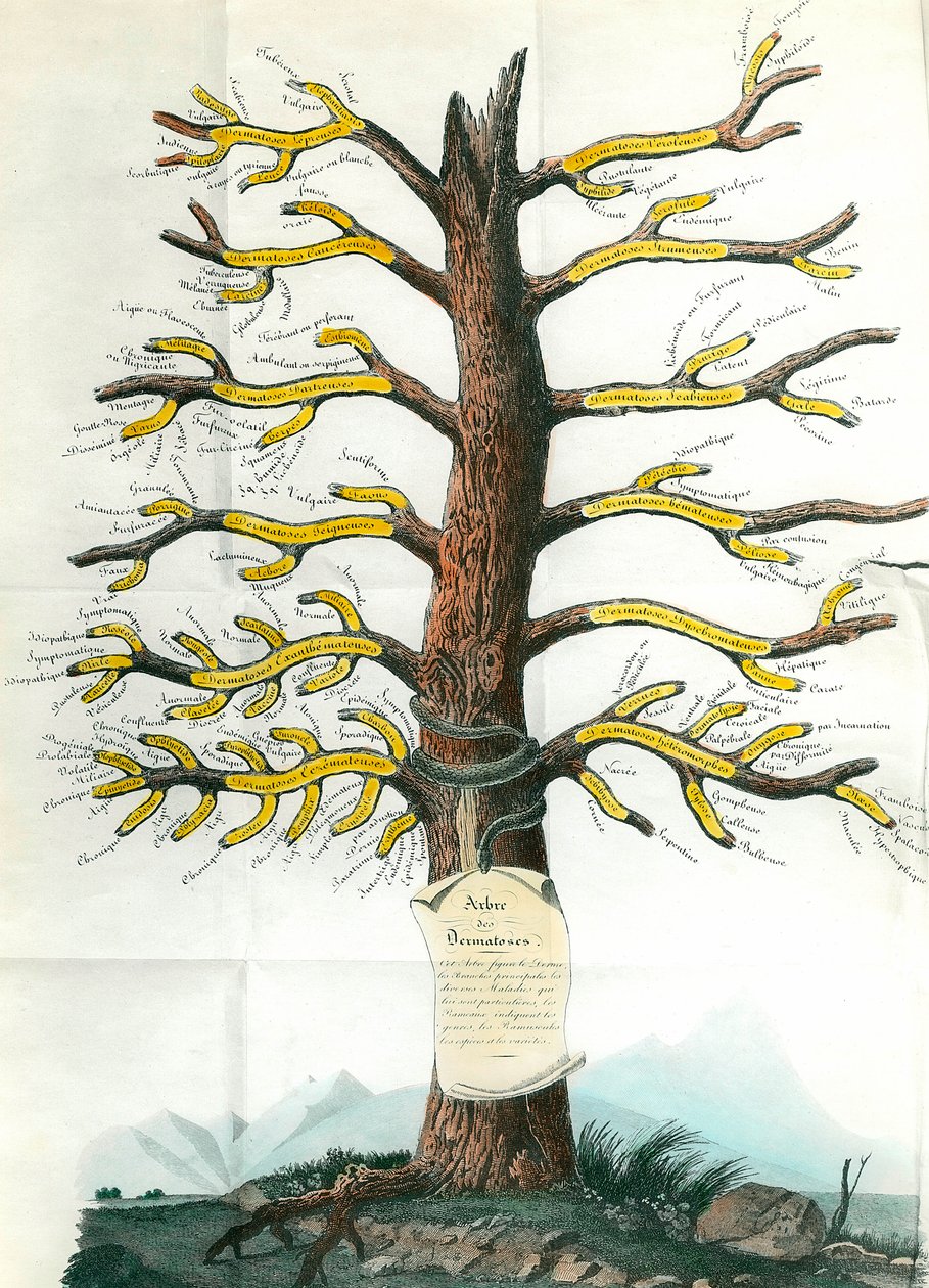 Árvore de dermatologia Dermatologia quadro médico indicando nos ramos todos os tipos de condições de pele. Paris. Academia de Medicina de School French
