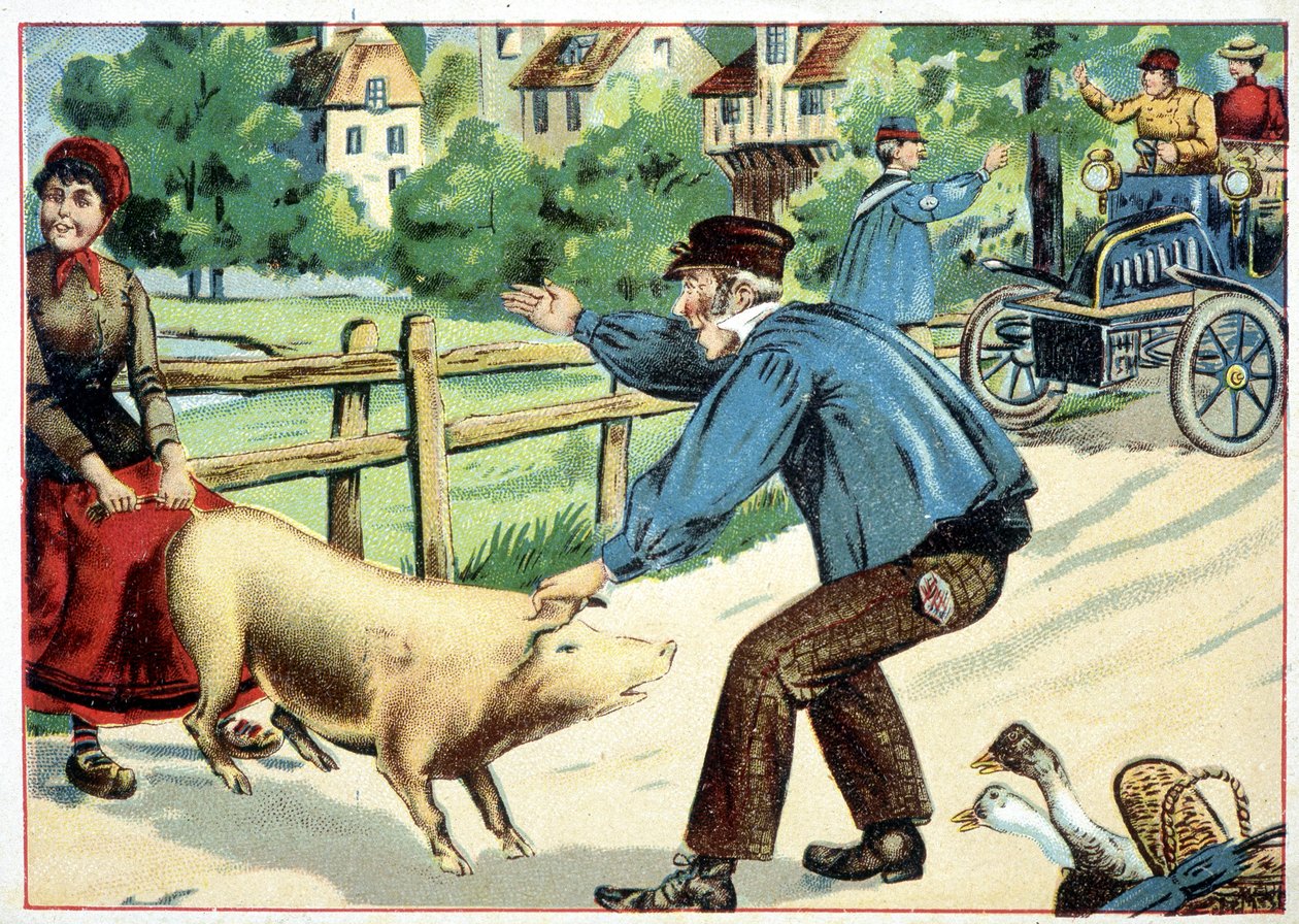 Porco que se recusa a seguir em frente e que barra a estrada para um automóvel - desenho. de School French