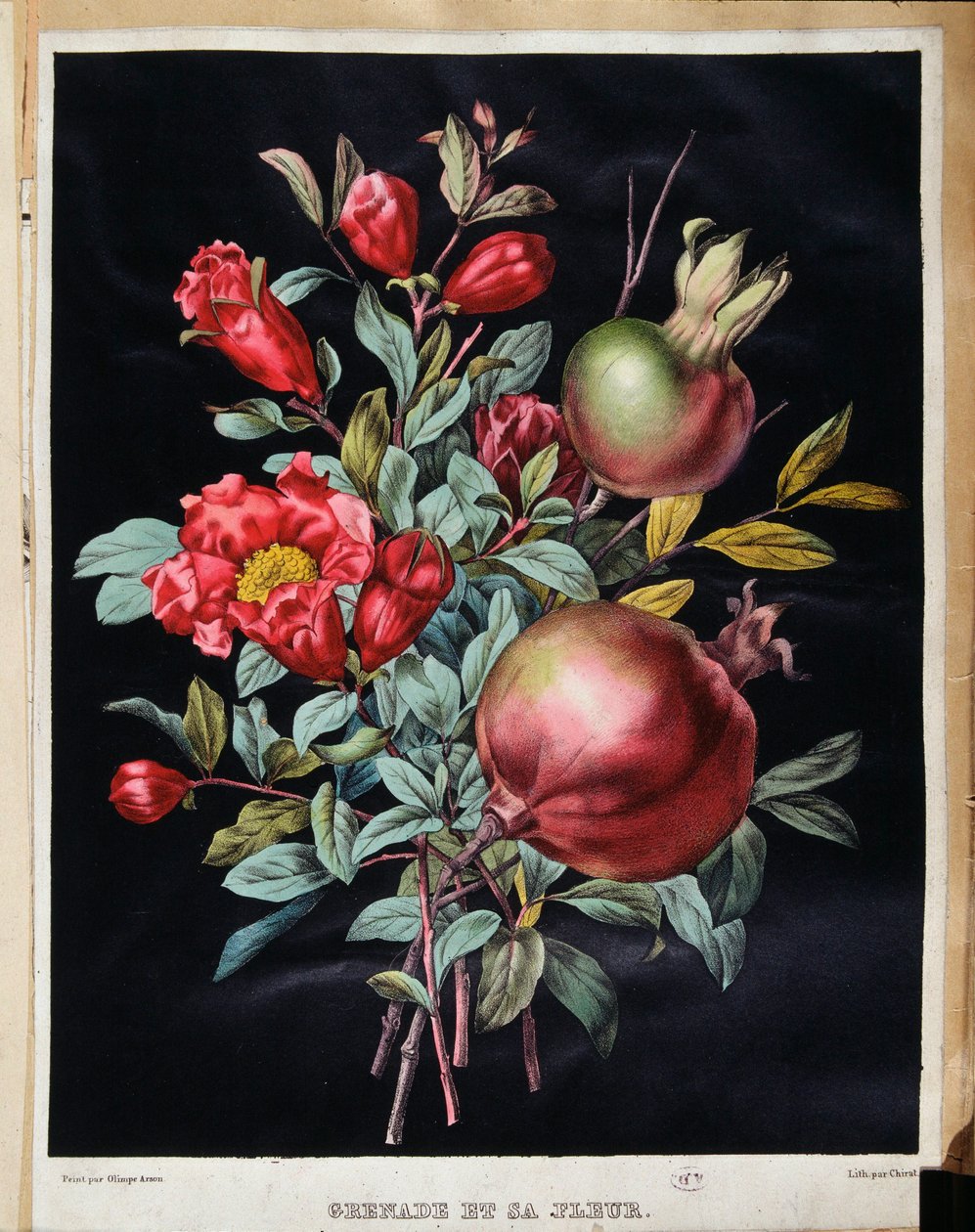 Romã e a sua flor - quadro botânico de School French