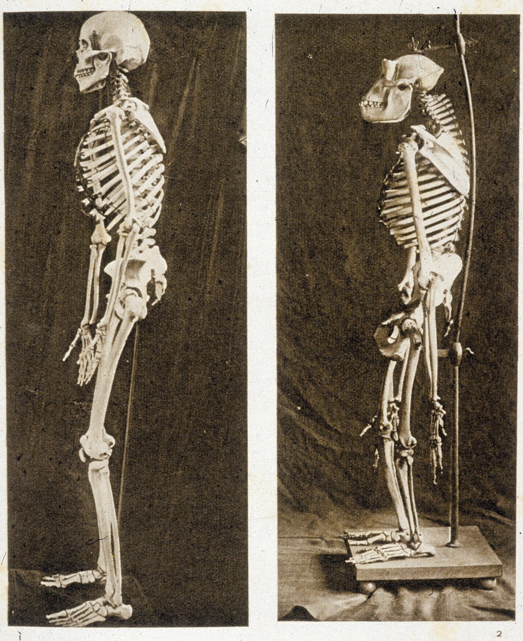 Esqueletos de um Humano e de um Chimpanzé (foto a p/b) de School French