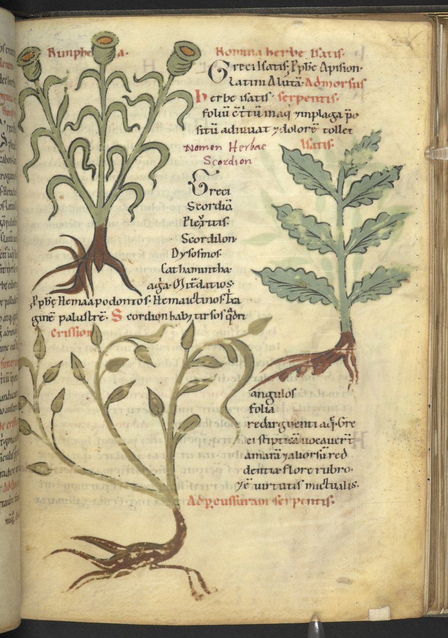 Harley 4986 f.23 Nymphia; Isatis; Crision, de 