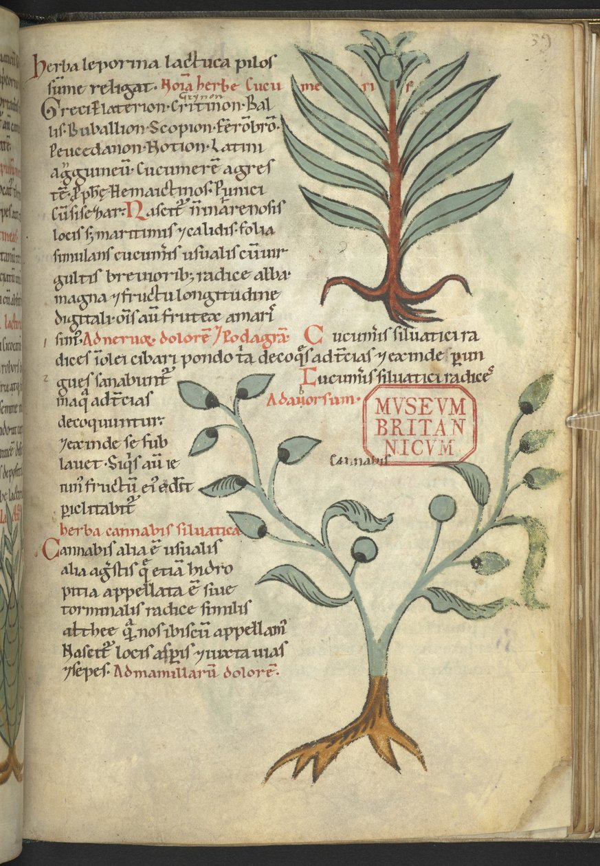 Harley 4986, f.39 Pepino; Cannabis, de 