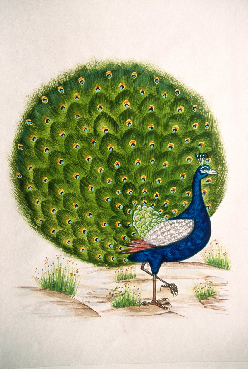 Pintura em miniatura sobre seda Pavão de School Indian