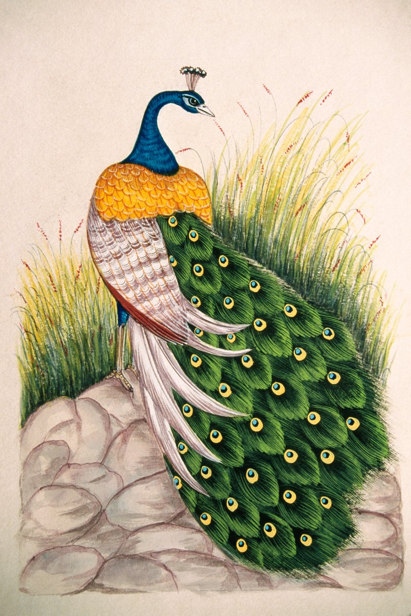Pintura em miniatura sobre seda Pavão de School Indian