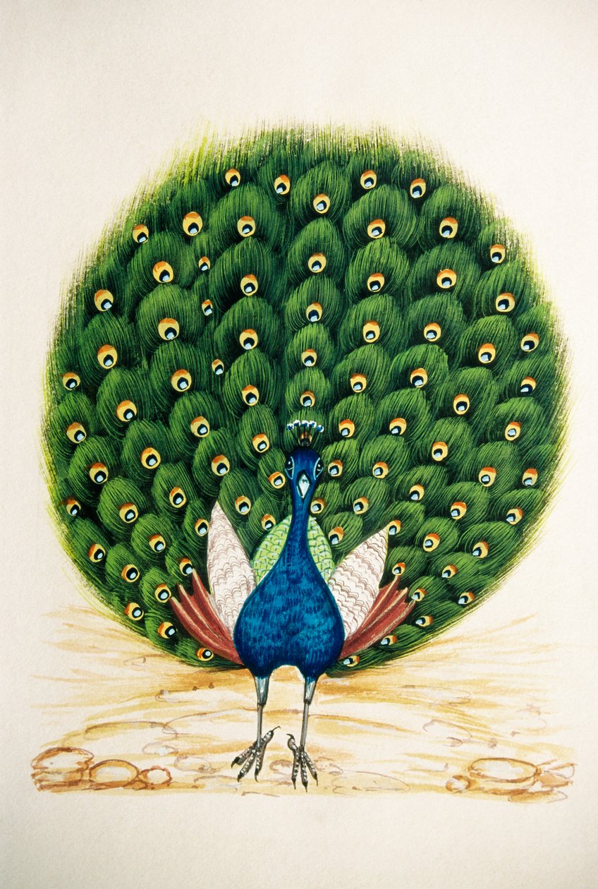 Pintura em miniatura sobre seda Pavão de School Indian