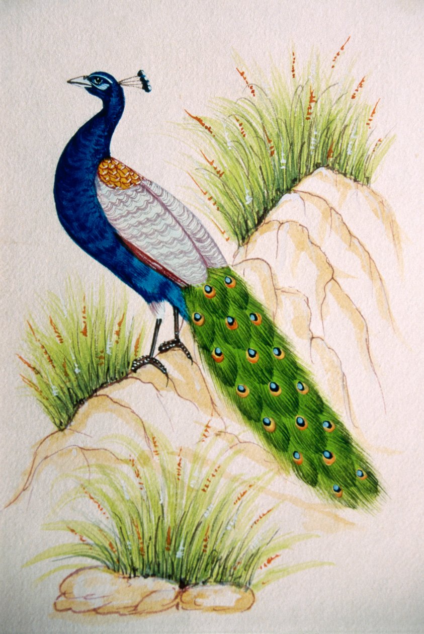 Pintura em miniatura sobre seda Pavão de School Indian