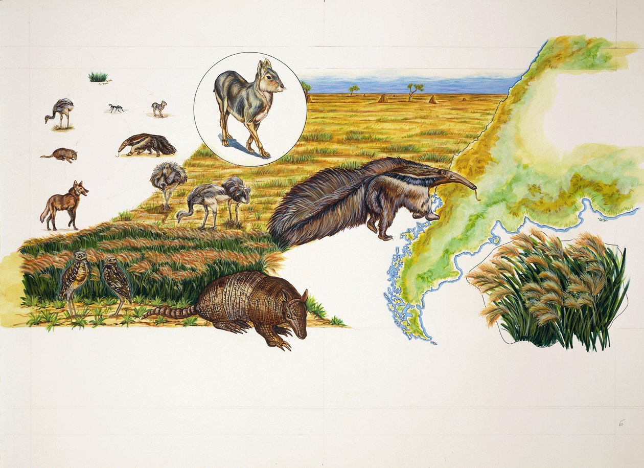 Argentina, os Pampas (cor litho) de School Italian