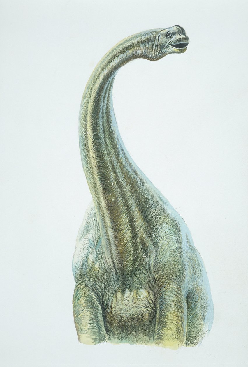 Brontossauro, período Jurássico (cor litho) de School Italian