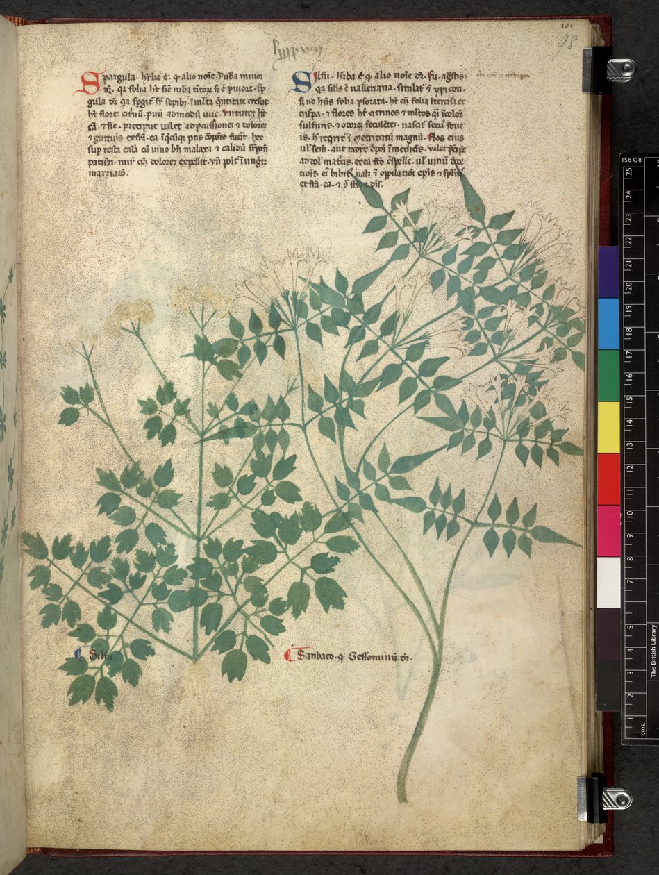 Egerton 747 Spargula and Self, Tractatus de herbis (Herbal) c.1280-1310 (tinta e cor sobre velino) de School Italian