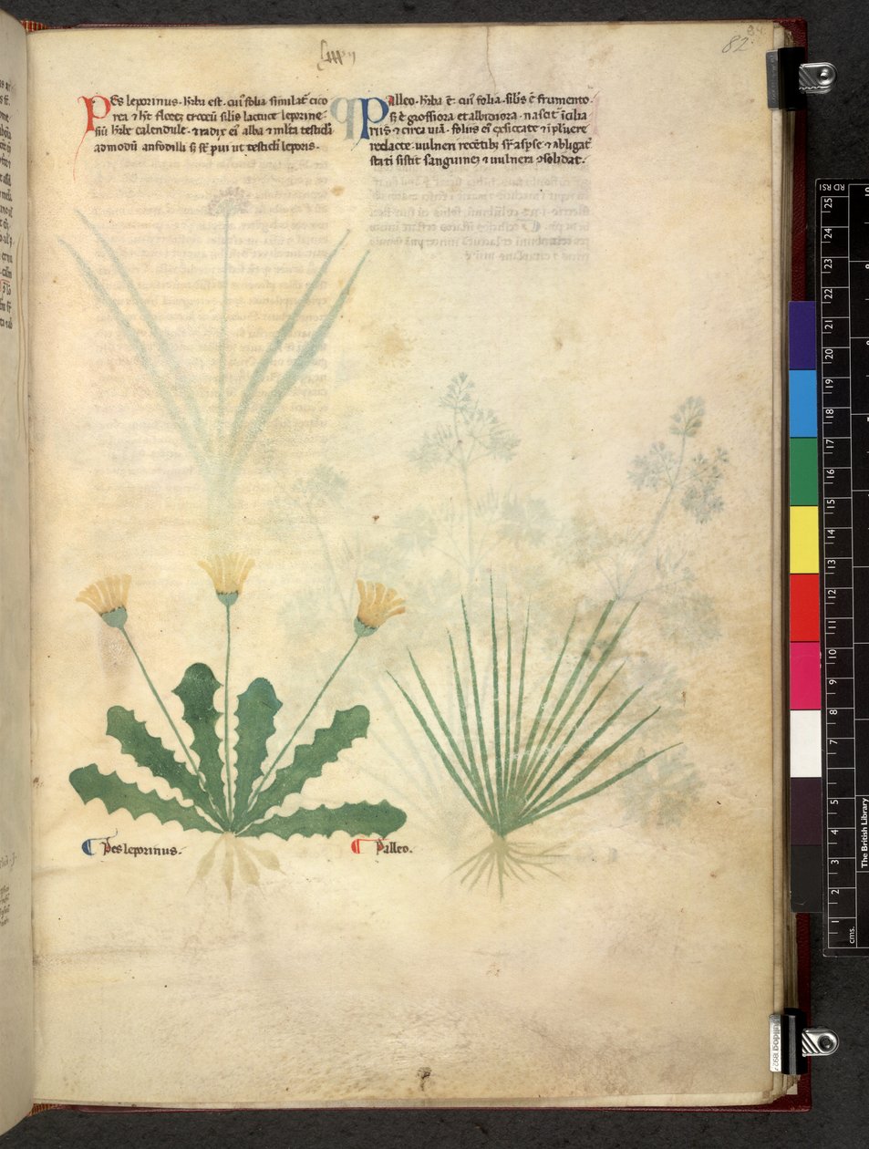 Egerton 747 Tractatus de herbis (Herbal) c.1280-1310 (tinta e cor em pergaminho) de School Italian