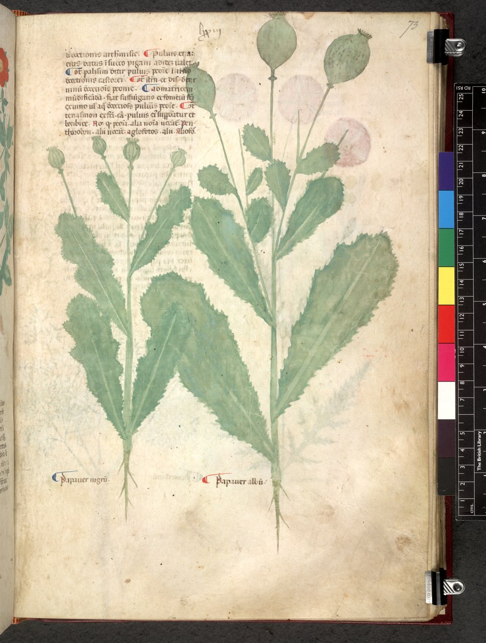 Egerton 747 Tractatus de herbis (Herbal) c.1280-1310 (tinta e cor em pergaminho) de School Italian
