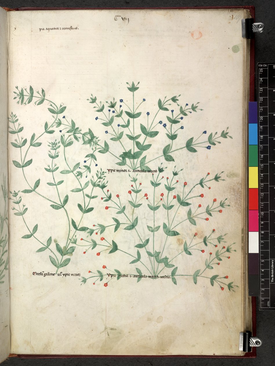 Egerton 747 Tractatus de herbis (Herbal) c.1280-1310 (tinta e cor em pergaminho) de School Italian