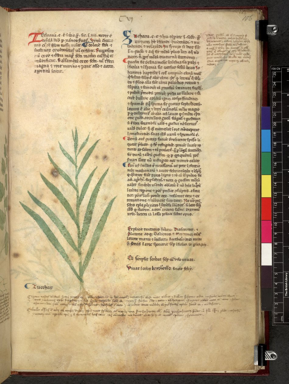 Egerton 747 Tractatus de herbis (Herbal) c.1280-1310 (tinta e cor sobre o velo) de School Italian