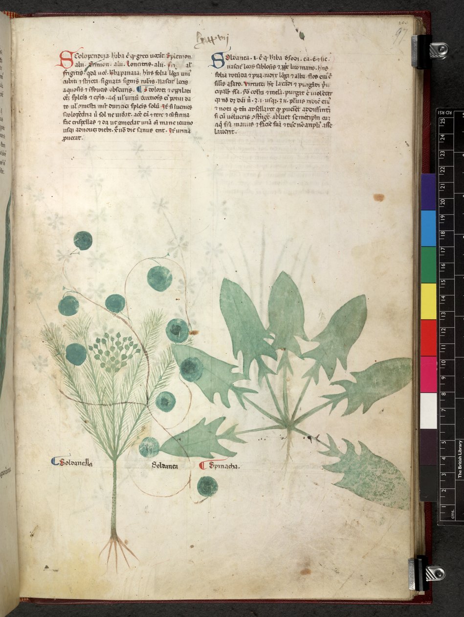 Egerton 747 Tractatus de herbis (Herbal) c.1280-1310 (tinta e cor sobre o velo) de School Italian