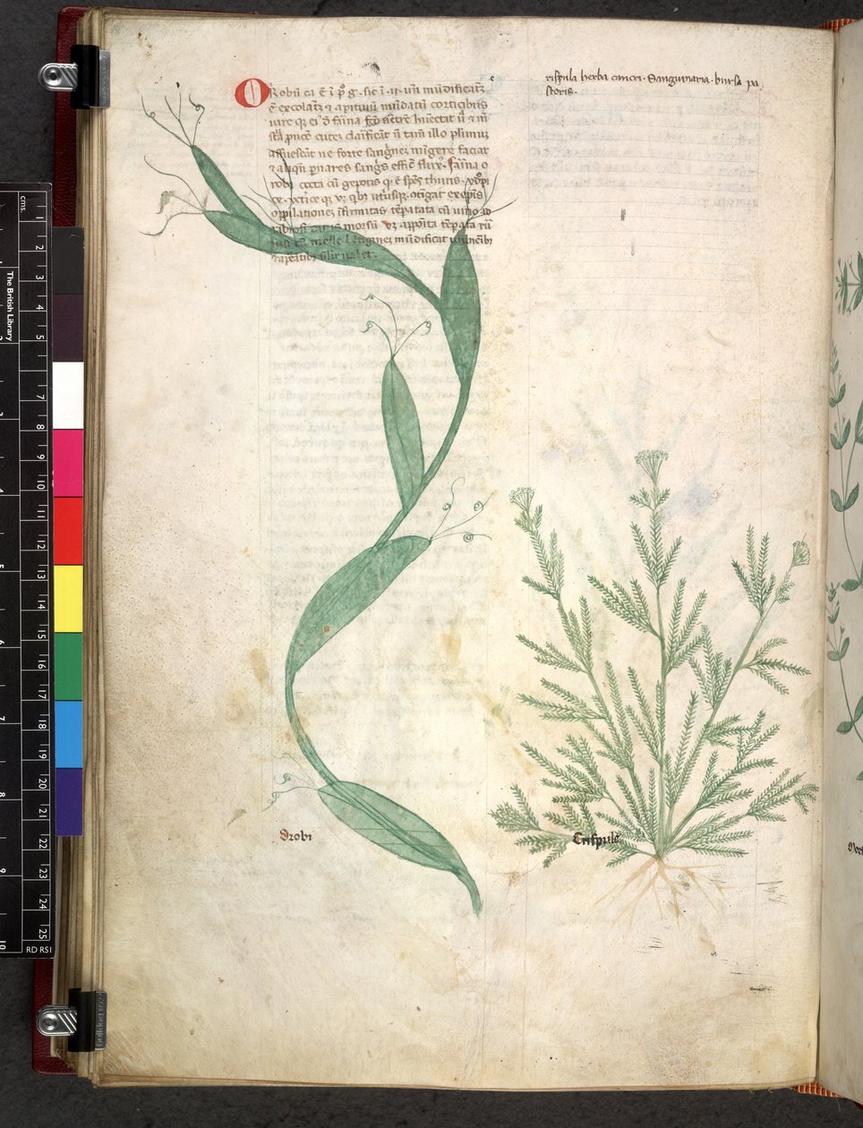 Egerton 747 Tractatus de herbis (Herbal) c.1280-1310 (tinta e cor em pergaminho) de School Italian