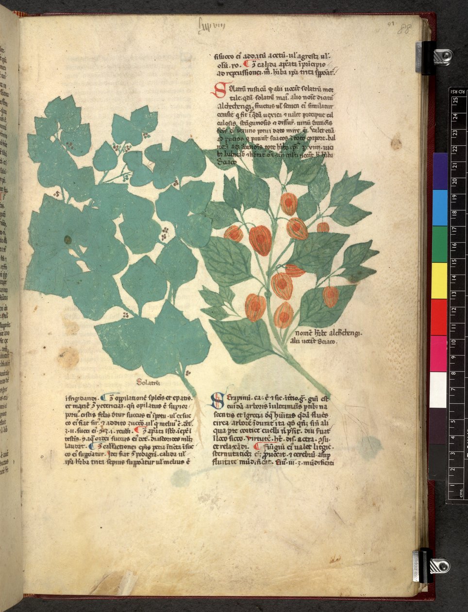 Egerton 747 Tractatus de herbis (Herbal) c.1280-1310 (tinta e cor sobre o velo) de School Italian