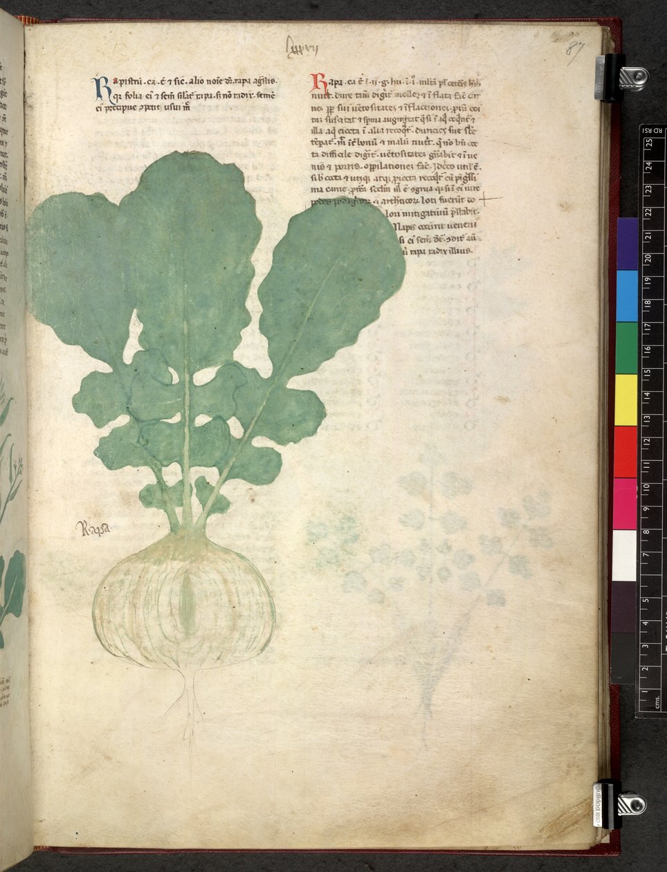 Egerton 747 Tractatus de herbis (Herbal) c.1280-1310 (tinta e cor em pergaminho) de School Italian