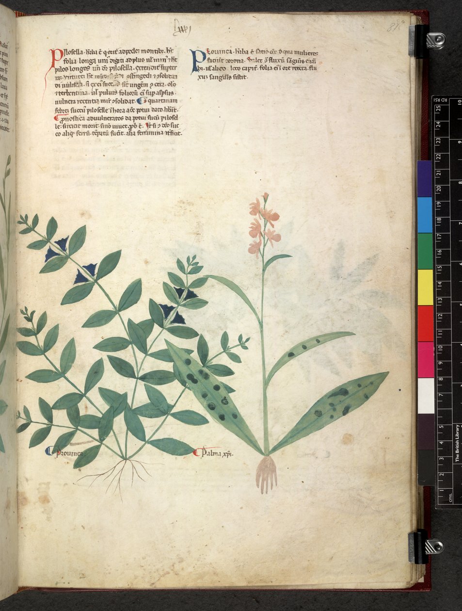 Egerton 747 Tractatus de herbis (Herbal) c.1280-1310 (tinta e cor em pergaminho) de School Italian