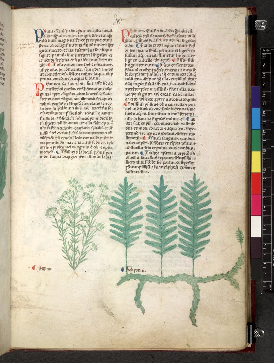 Egerton 747 Tractatus de herbis (Herbal) c.1280-1310 (tinta e cor em pergaminho) de School Italian