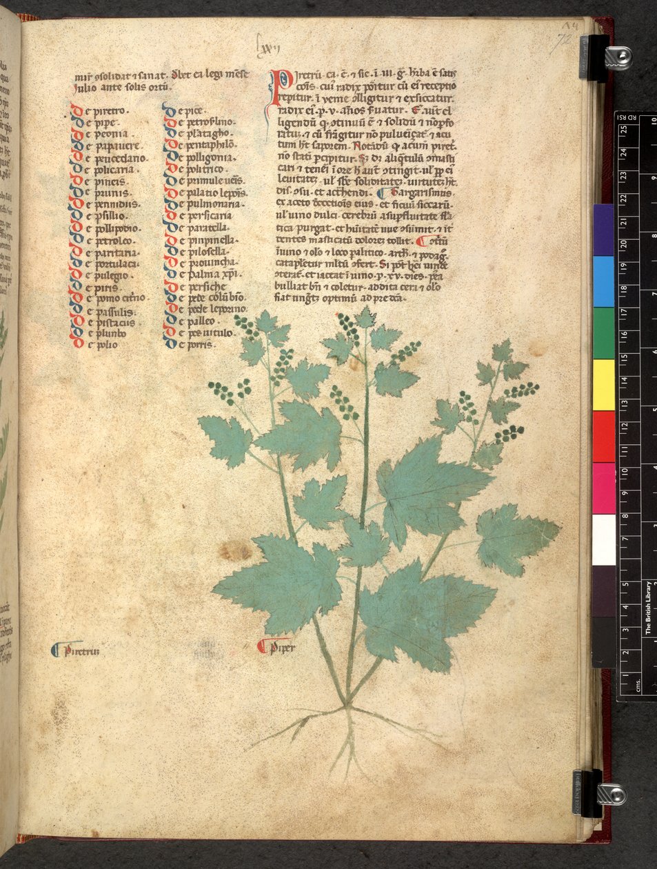 Egerton 747 Tractatus de herbis (Herbal) c.1280-1310 (tinta e cor sobre o velo) de School Italian