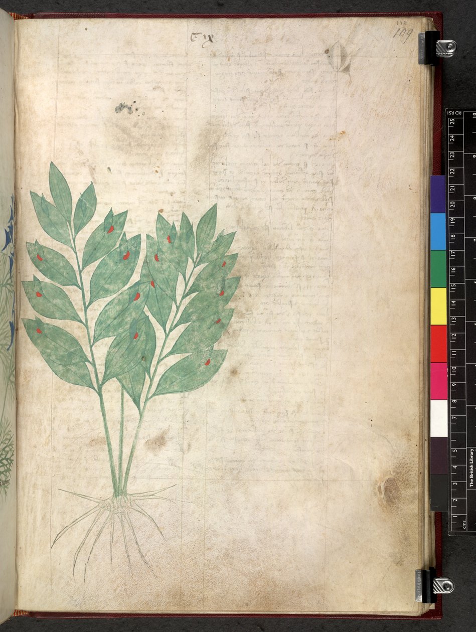 Egerton 747 Tractatus de herbis (Herbal) c.1280-1310 (tinta e cor em pergaminho) de School Italian