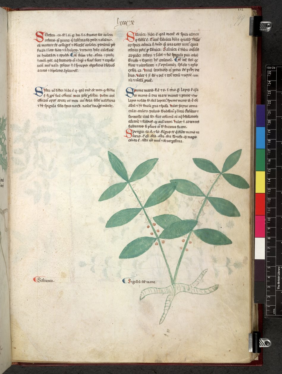 Egerton 747 Tractatus de herbis (Herbal) c.1280-1310 (tinta e cor sobre o velo) de School Italian