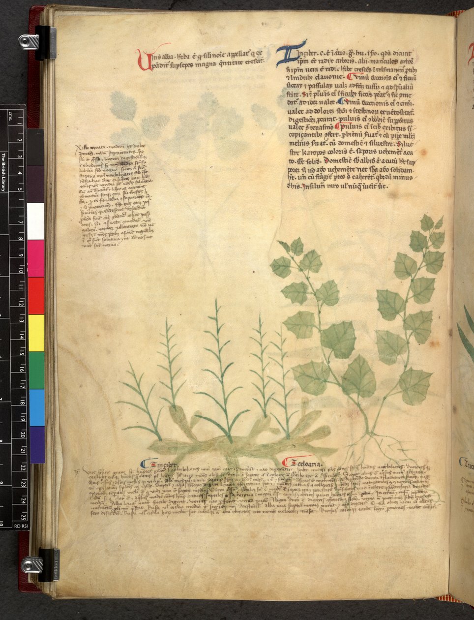 Egerton 747 Tractatus de herbis (Herbal) c.1280-1310 (tinta e cor sobre o velo) de School Italian