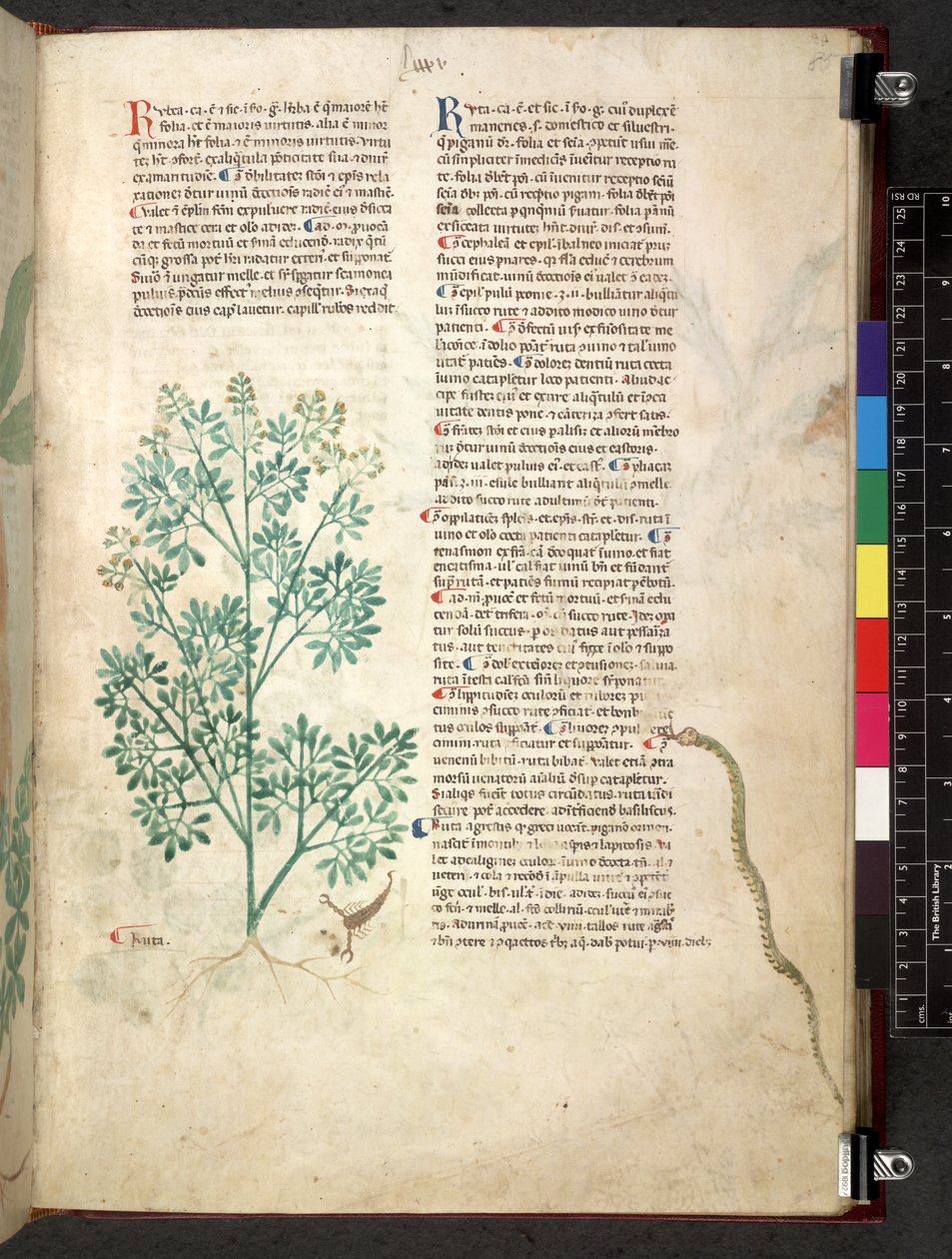 Egerton 747 Tractatus de herbis (Herbal) c.1280-1310 (tinta e cor sobre o velo) de School Italian