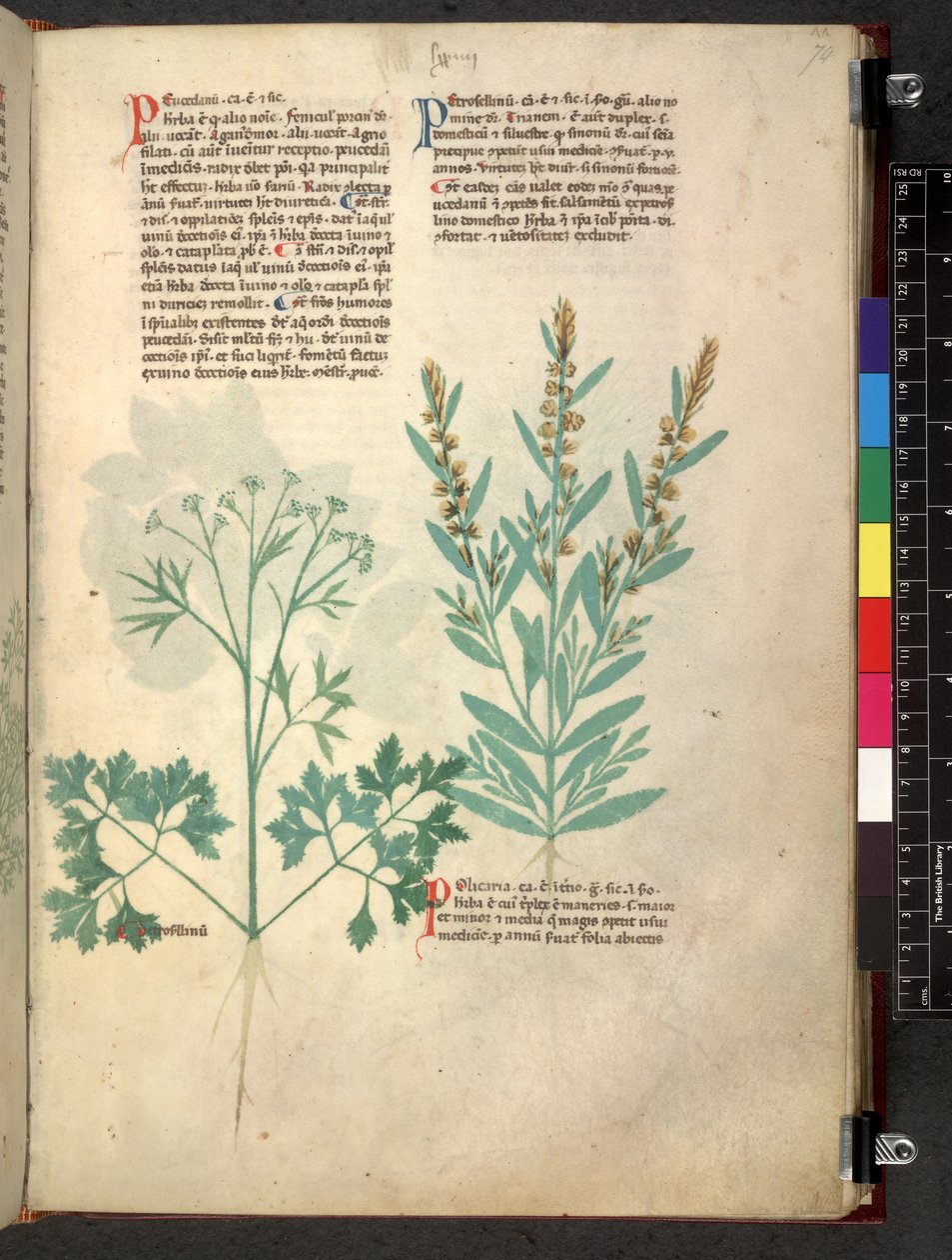 Egerton 747 Tractatus de herbis (Herbal) c.1280-1310 (tinta e cor sobre o velo) de School Italian