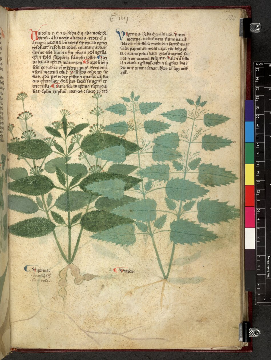 Egerton 747 Tractatus de herbis (Herbal) c.1280-1310 (tinta e cor sobre o velo) de School Italian
